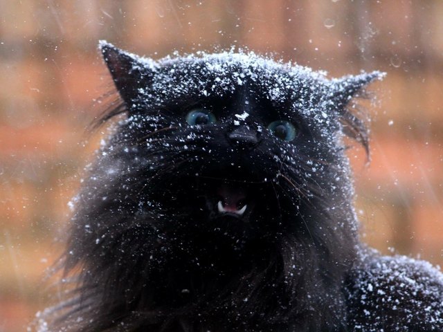 Cat getting snowed on.