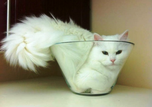 animals stuck in funny places