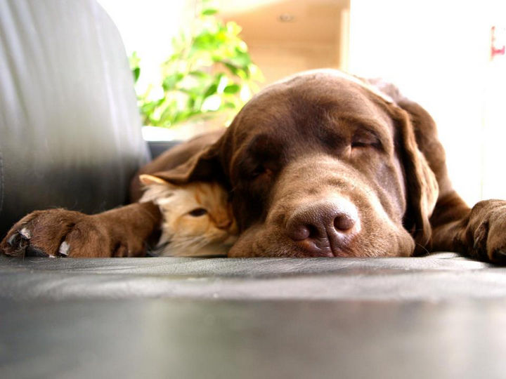 23 Dogs and Cats Sleeping Together - "Hi, I
