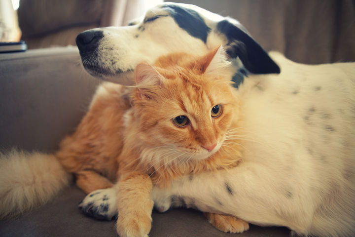 23 Dogs and Cats Sleeping Together - Hugs are the best!