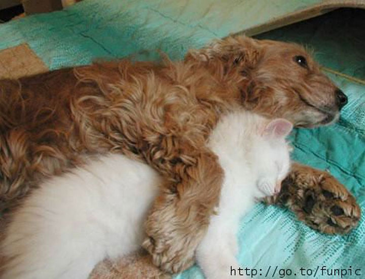 23 Dogs and Cats Sleeping Together - I bet he doesn