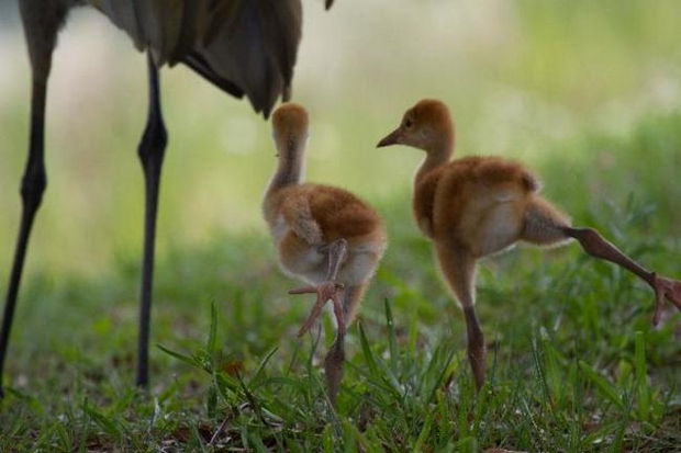 27 Tall People Problems Only Tall People Have - Your friends generally have to run to keep up with you.