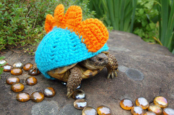 MossyTortoise