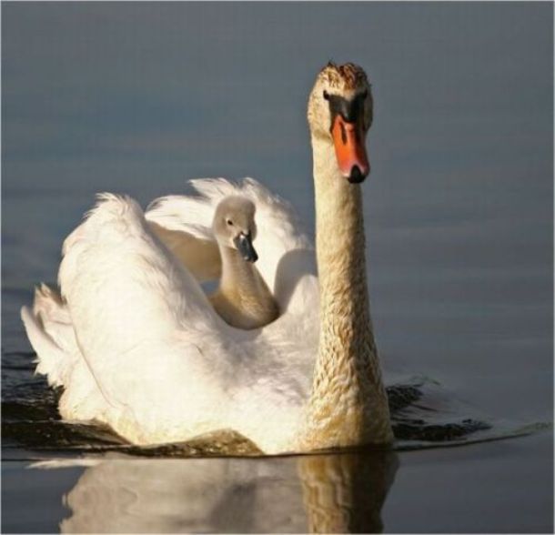 amusingearth.com animals-14