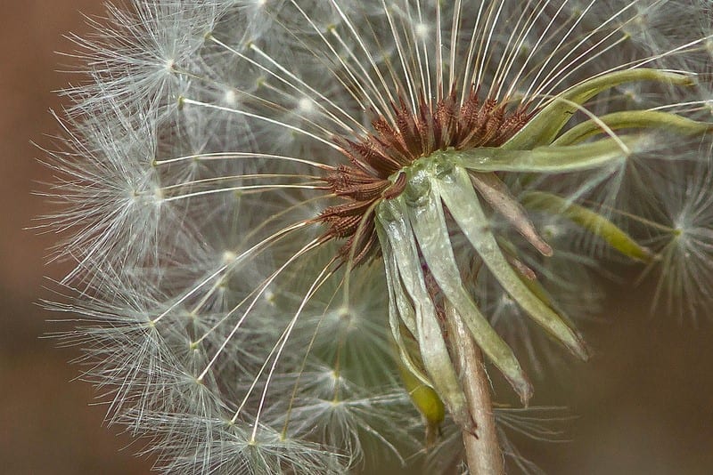 dandelion 