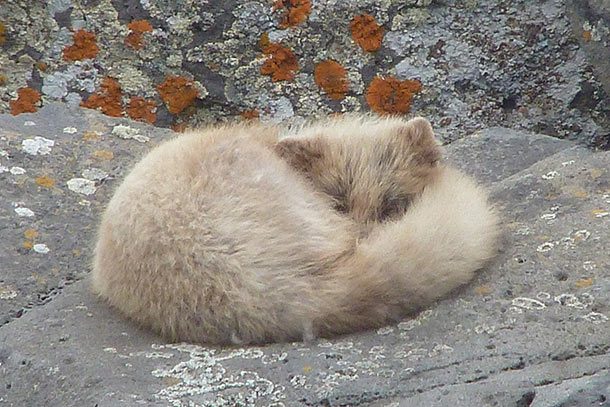arctic fox