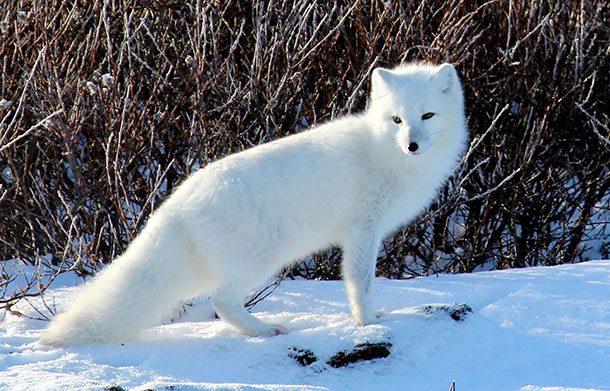 arctic fox
