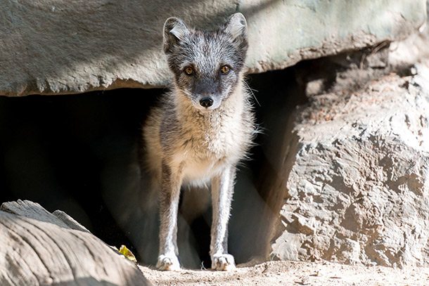 25 Little Known Facts About Arctic Foxes - Small Joys