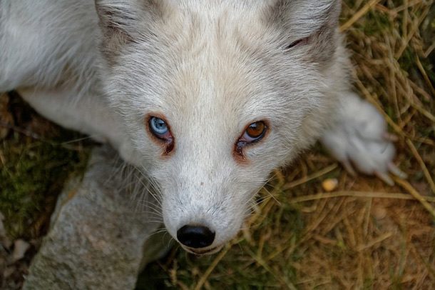 arctic fox eyes