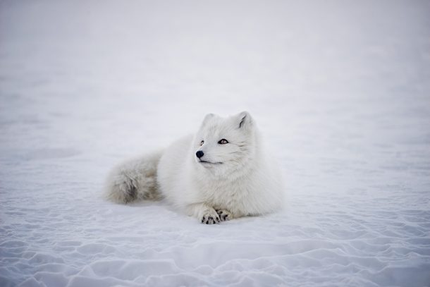 arctic fox lying