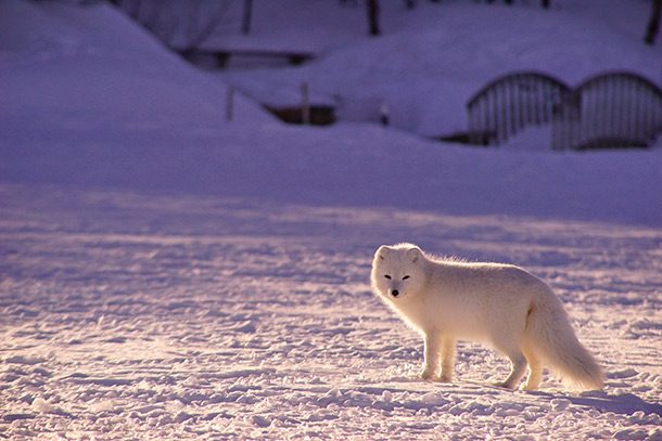 arctic fox snow