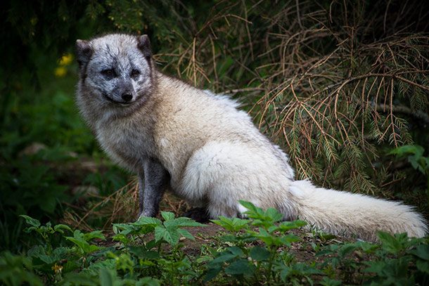 arctic fox tail
