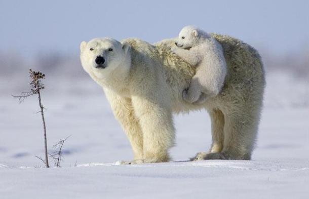 babies-dangerous-wild-animals.blogspot.com polar-bear mother and-cub