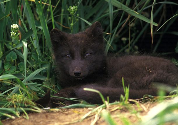 25 Little Known Facts About Arctic Foxes - Small Joys