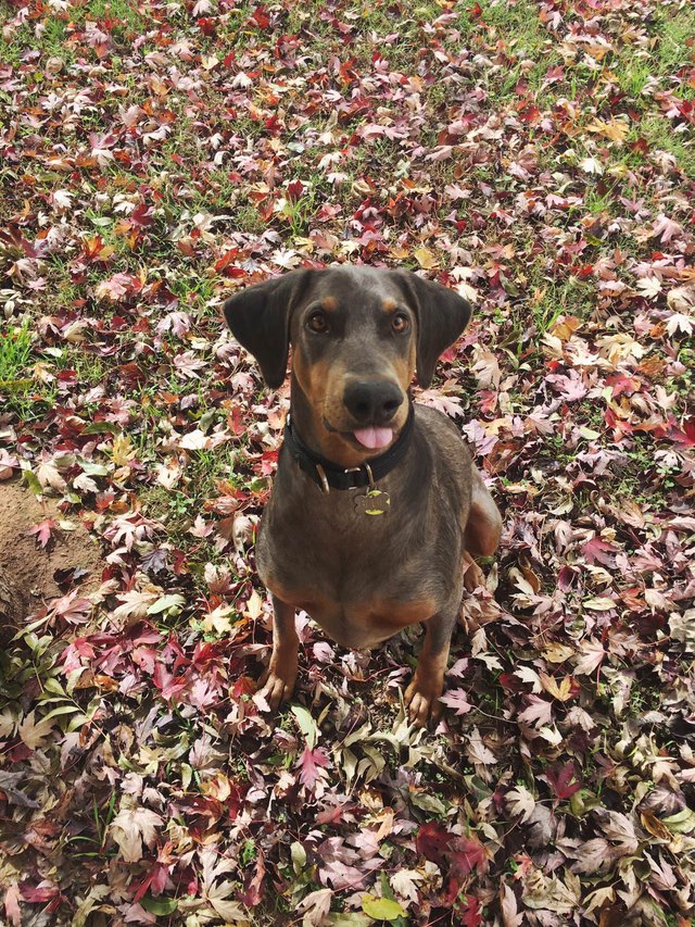 Dog sitting on leaves.