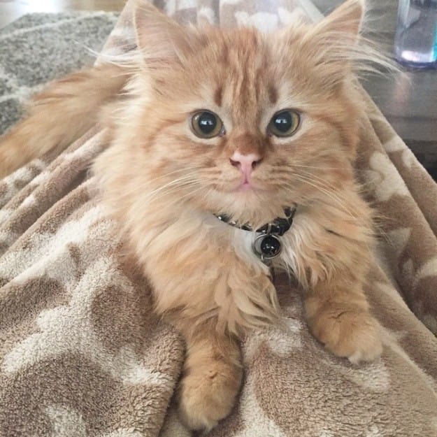 cute kitten photos 5.jpg