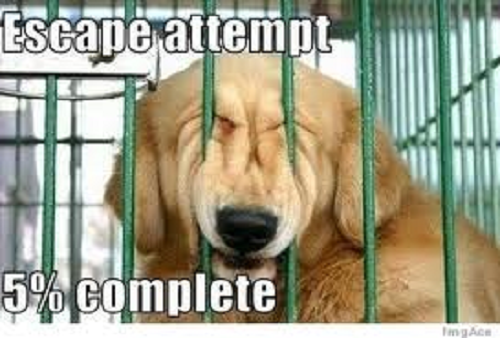 Funny dog image with words saying escape attempt 5% complete