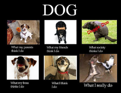 Image, several types of dogs