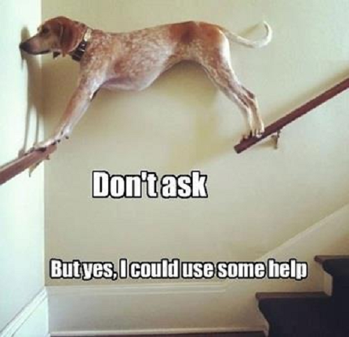 Image of dog on stair rails with words saying Don