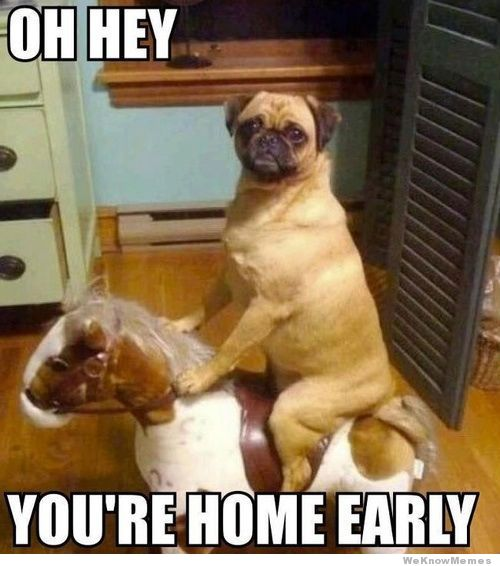 Funny image of pug on rocking horse with words saying Oh hey you