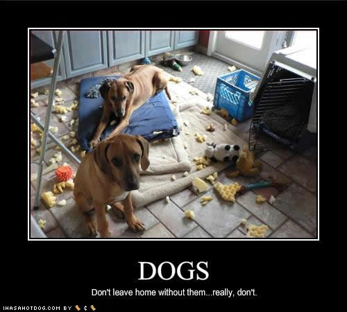 Image of destructive dogs with words saying dogs, don