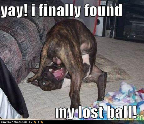 Image of playfull dog with words saying Yay! I finally found my lost ball