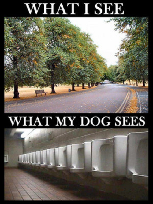Image what I see what my dog sees