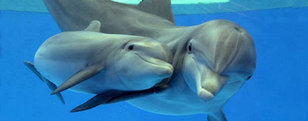 dolphinspedia.com bottlenose-dolphin1