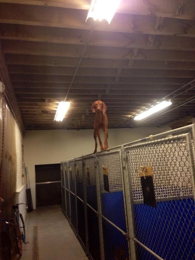 Dog standing on top of chain link fence.