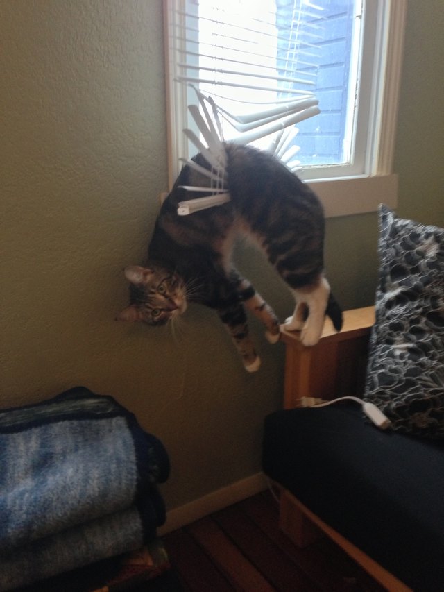 Cat stuck in window blinds.