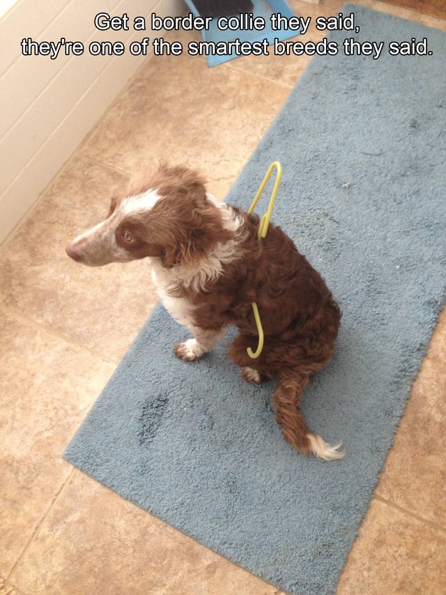 Border Collie stuck in a clothes hanger.