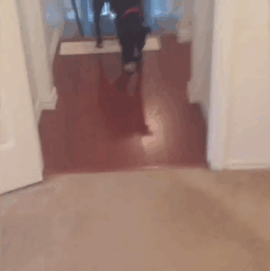 This pit bull fears walking into a room. 
