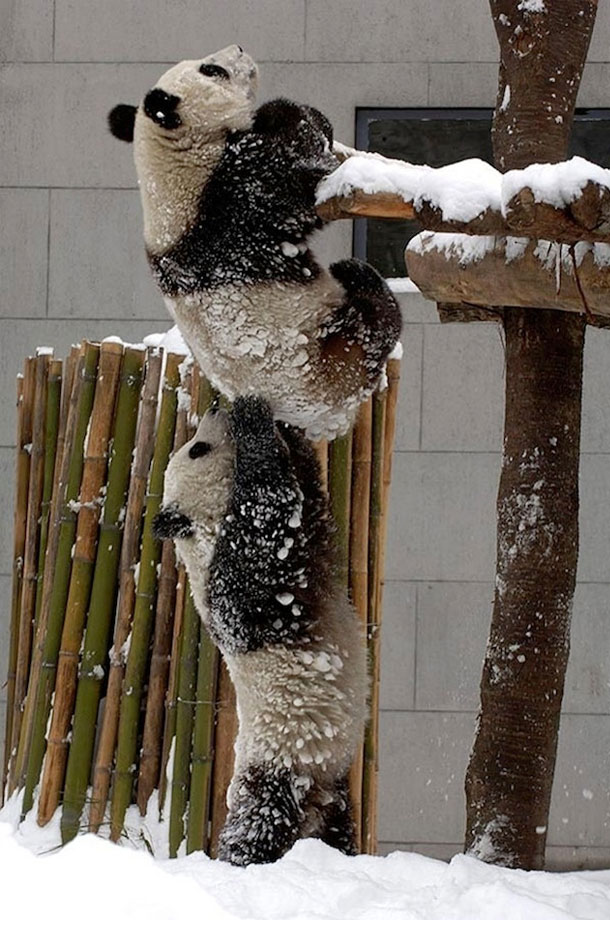 panda