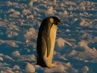 penguin fail