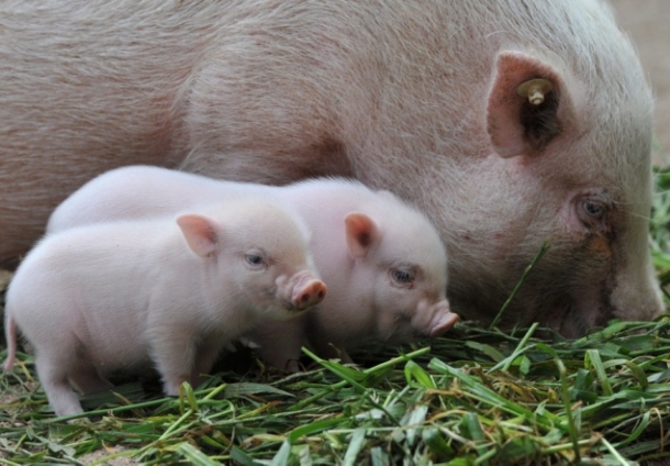 plus.google.com baby-animals[1]