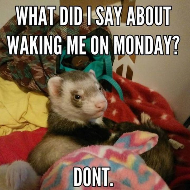 Top 65 Monday Memes - 