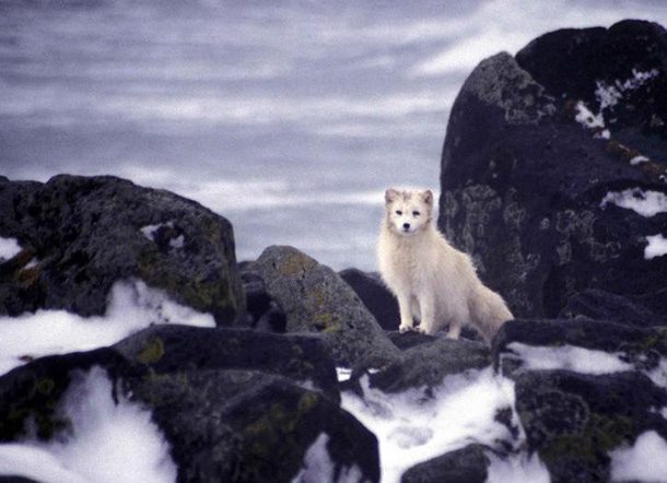 25 Little Known Facts About Arctic Foxes - Small Joys