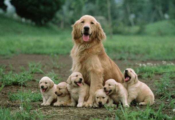 www.aplacetolovedogs.com 001