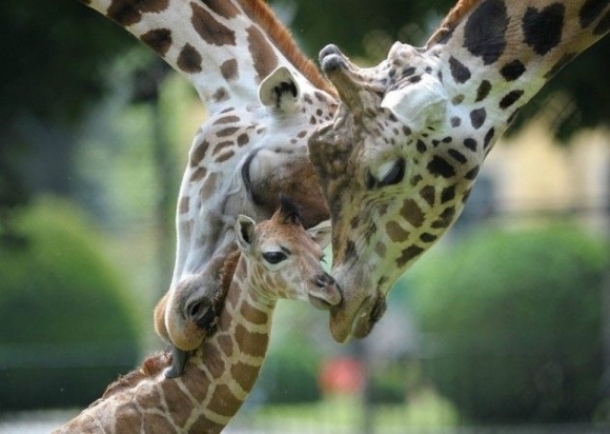 www.cutestpaw.com l-Loving-parents