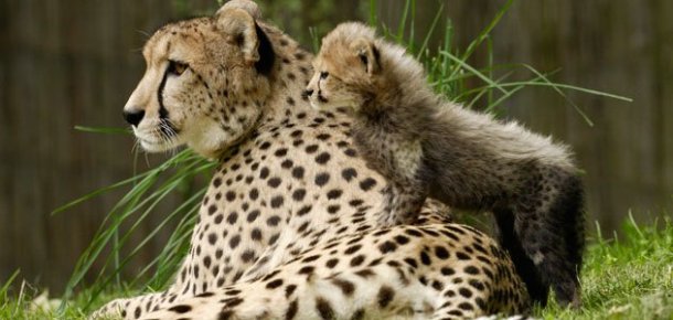 www.smithsonianmag.com Best-Mother-Animal-Cheetah-631.jpg__800x600_q85_crop