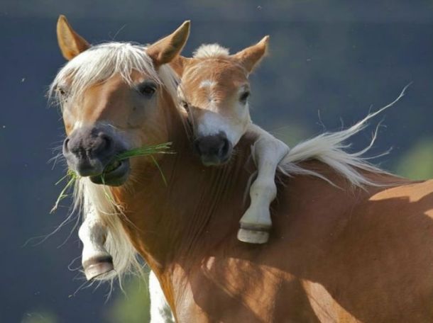 xaxor.com animal-parents-part2-5