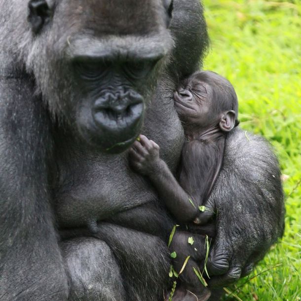 zooborns.typepad.com 6a010535647bf3970b019aff63a72e970d-800wi