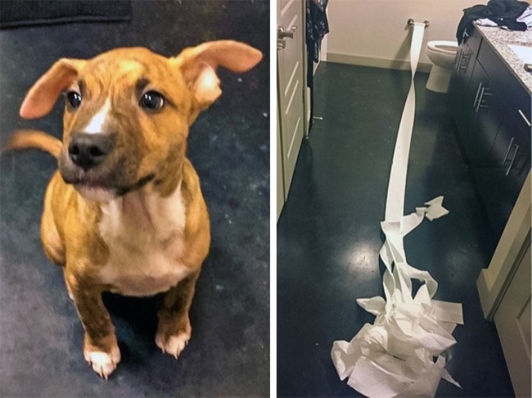 Mon Chien Attend De Rentrer Pour Faire Ses Besoins 10+ exemple de chiens qui font tout pour être de "bons toutous" et ils