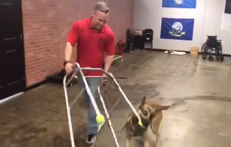 Un berger allemand énergique échoue aux exercices de dressage de 