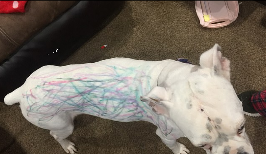 boxer in all the colors