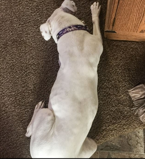 boxer in all the colors