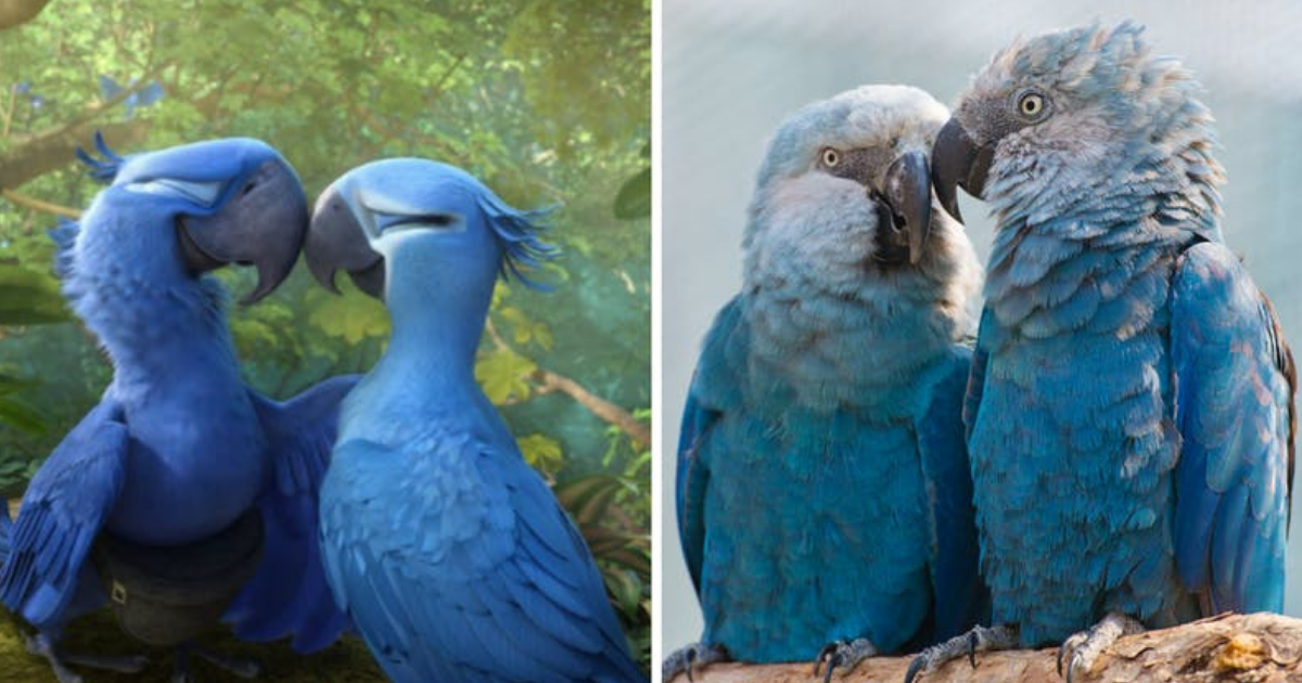 blue hair parrot story
