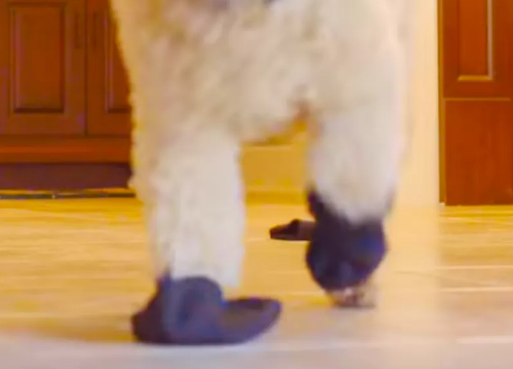 Dogs winter leggings