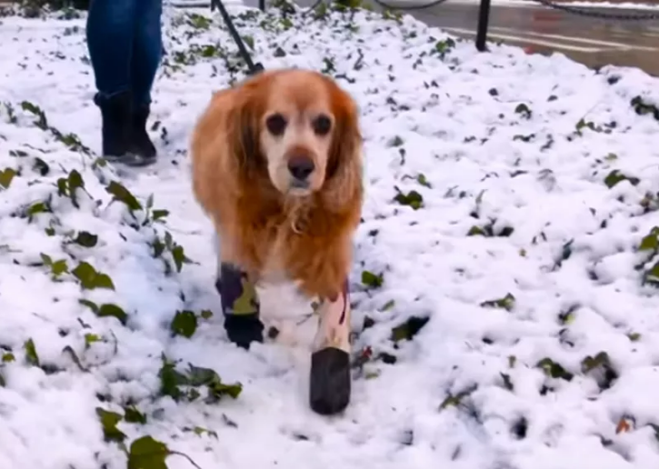 Dogs winter leggings
