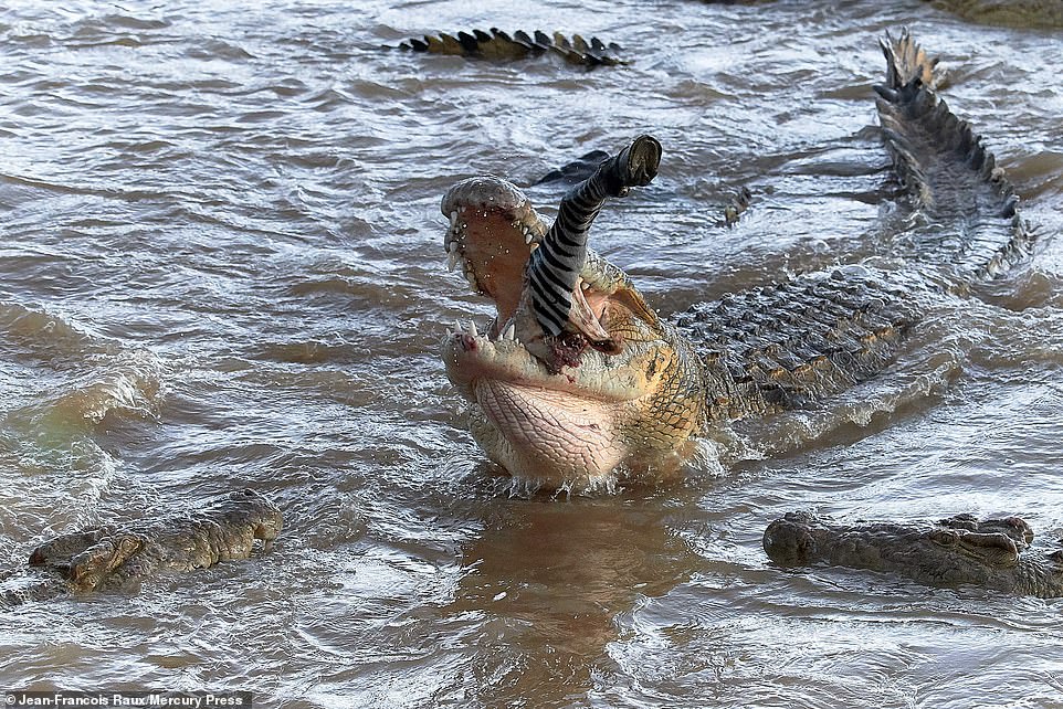 La Sagesse Des Crocodiles Quarante Crocodiles s'acharnent sur un zèbre dans la savane au Kenya
